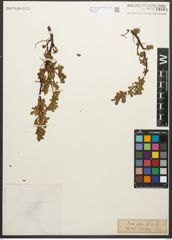 Foto von Salix retusa L.